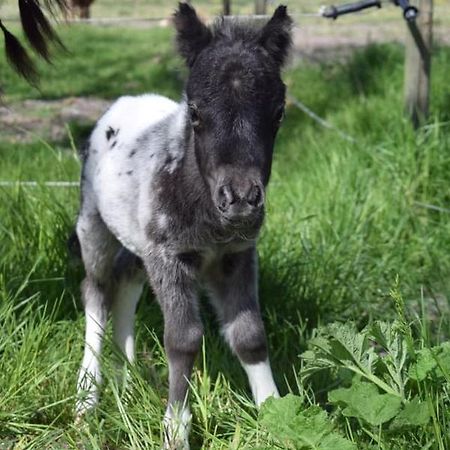B&B Hoeve Dijkstal Logeren Op De Boerderij Sint Maarten Ngoại thất bức ảnh