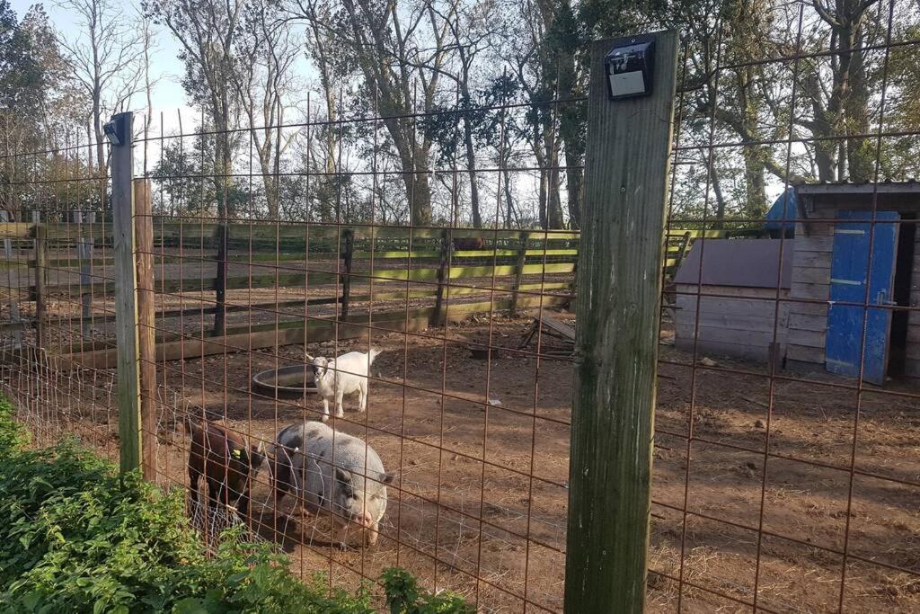 B&B Hoeve Dijkstal Logeren Op De Boerderij Sint Maarten Ngoại thất bức ảnh