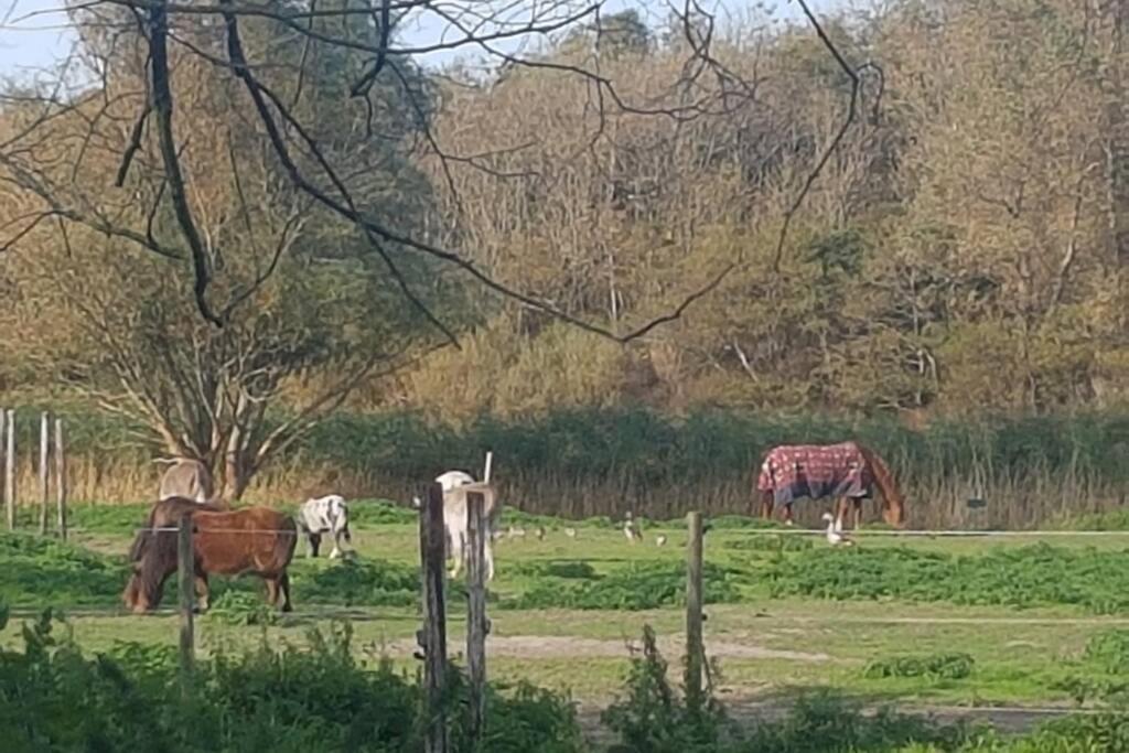 B&B Hoeve Dijkstal Logeren Op De Boerderij Sint Maarten Ngoại thất bức ảnh